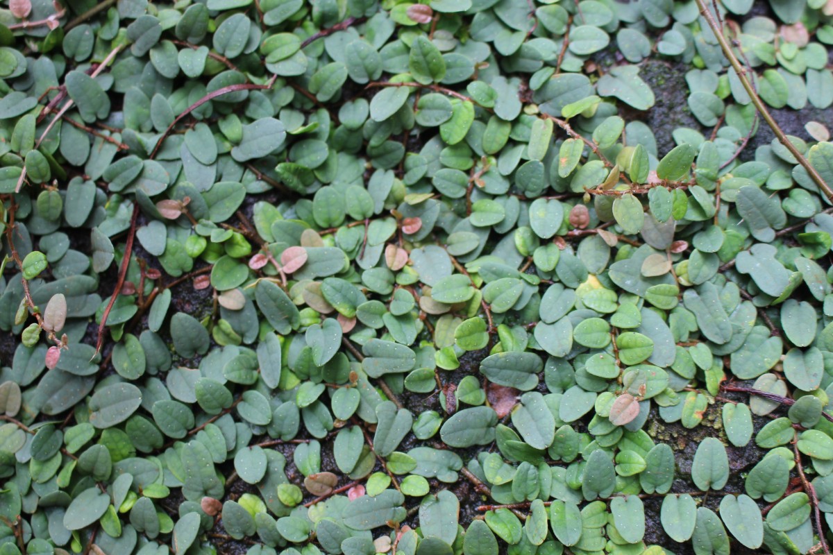 Ficus diversiformis Miq.